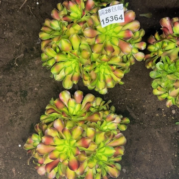 15364两颗韶华多肉植物