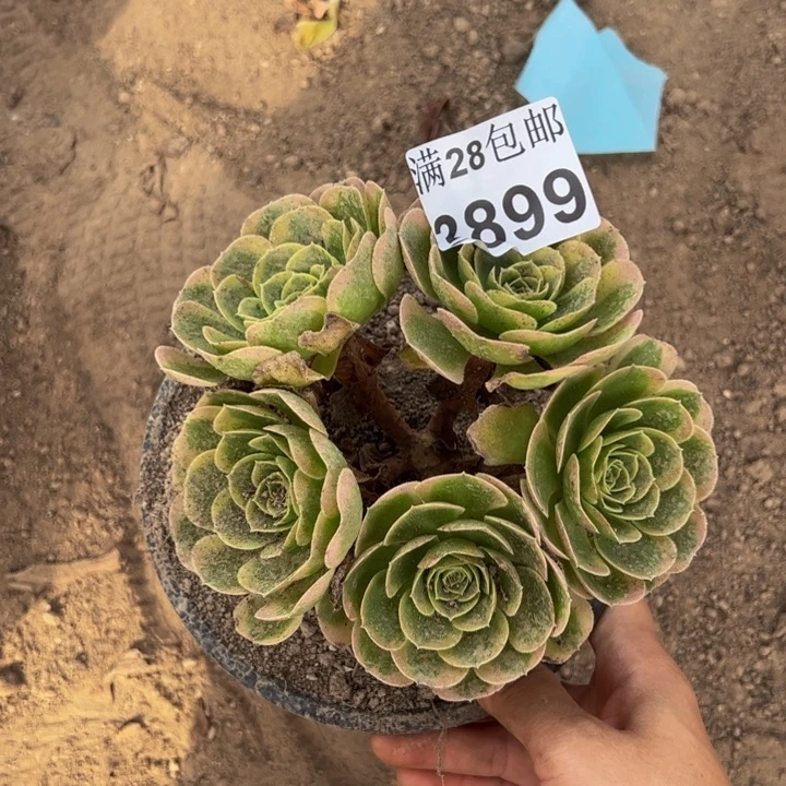 薇*妈3899奶白多肉植物
