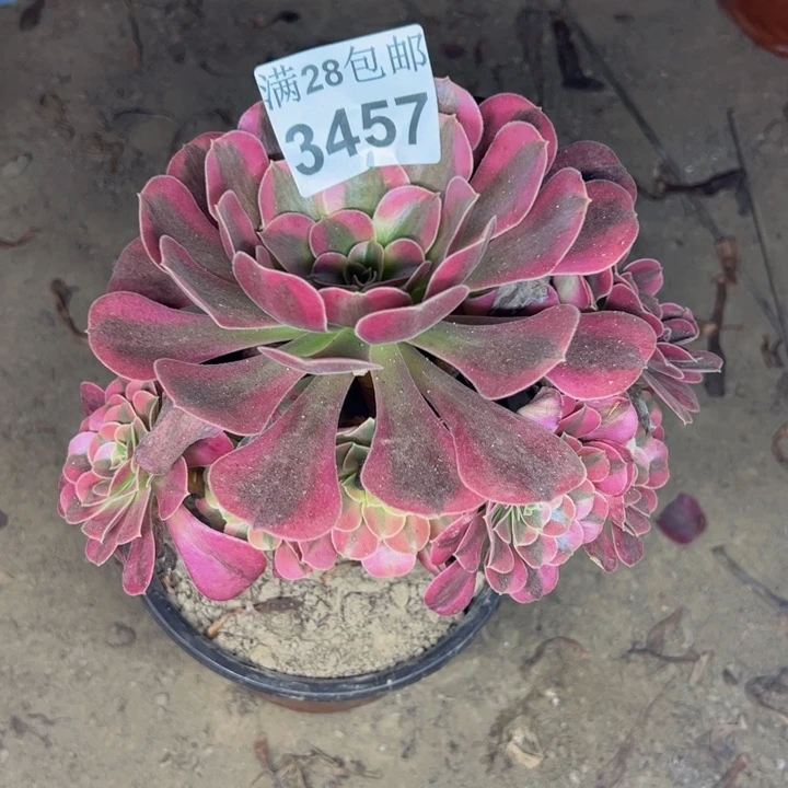 3457美杜莎多肉植物