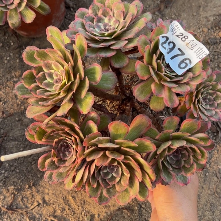 2976紫霞多肉植物