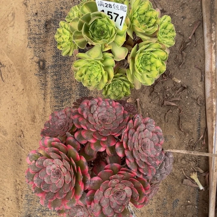 1571两颗多肉植物