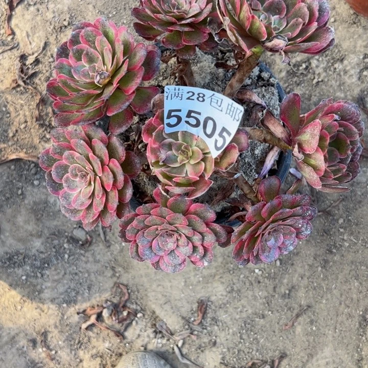 5505红金刚多肉植物