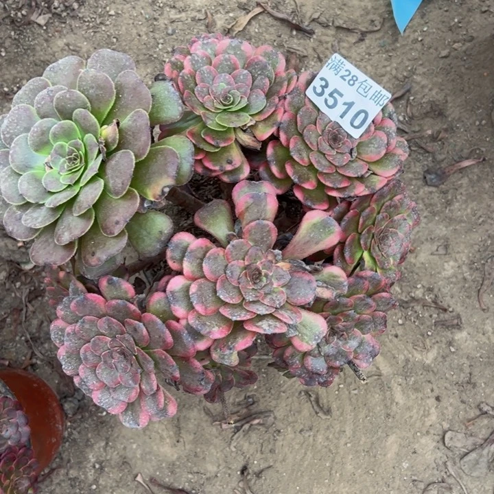 3510红金刚多肉植物