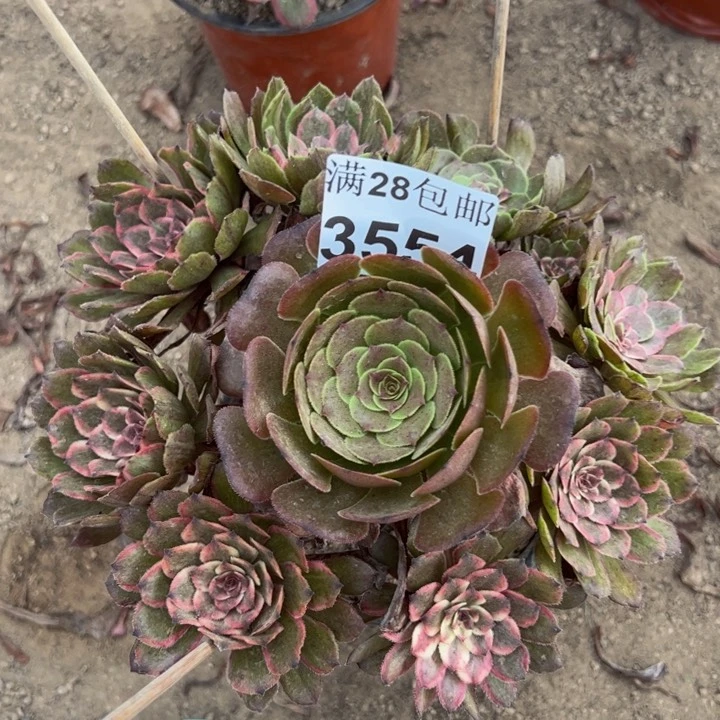 3554紫霞多肉植物