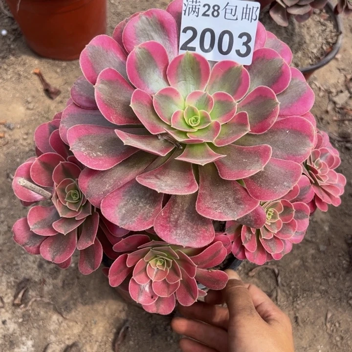 2003美杜莎多肉植物