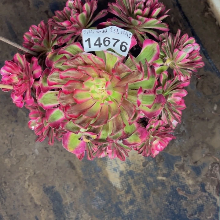 14676粉同多肉植物