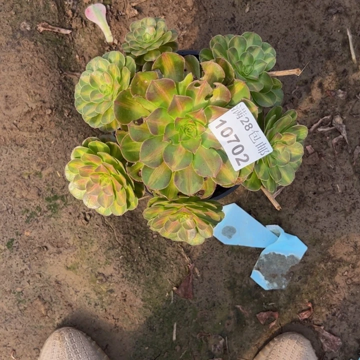 10702抹茶多肉植物