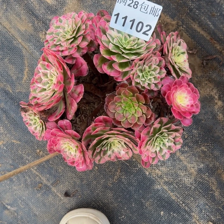 11102同白多肉植物