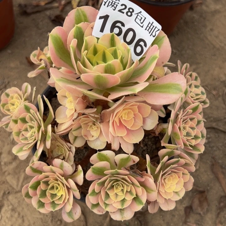 1606女巫多肉植物