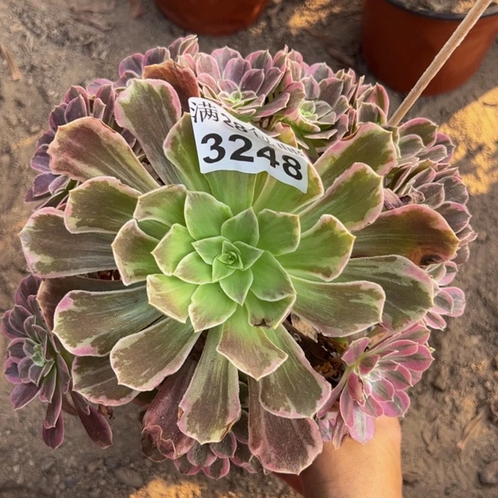 3248婚纱多肉植物