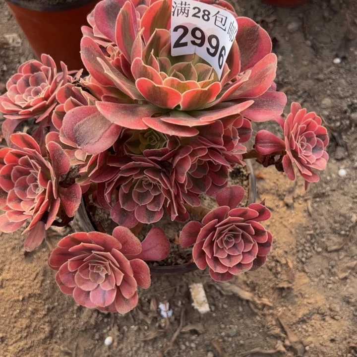 2996美杜莎多肉植物
