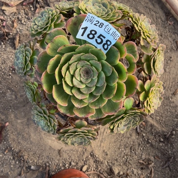 1858黑金刚杆子湾多肉植物