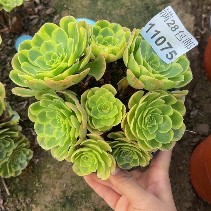 11075奶白多肉植物