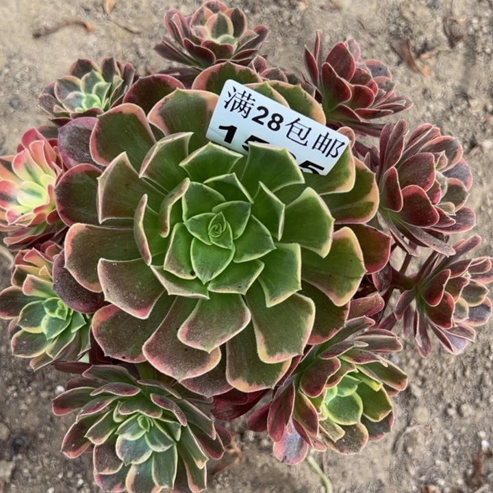 1565北鹏多肉植物