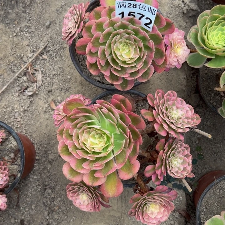 1572两颗不包损多肉植物