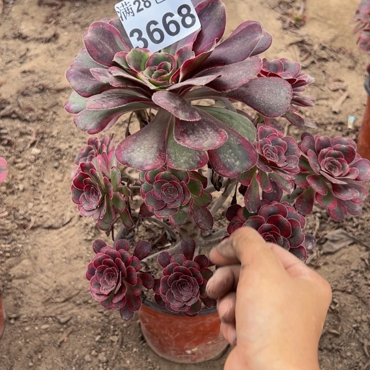 阳**带3668丽娜多肉植物