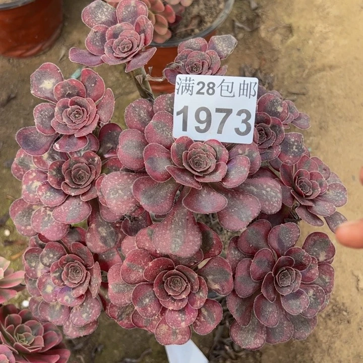 1973两颗多肉植物