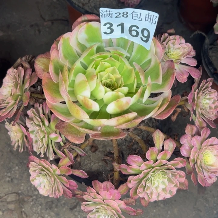 3169同白多肉植物