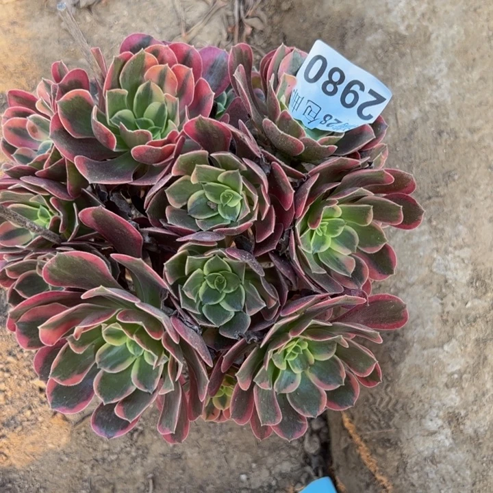 2980北鹏多肉植物