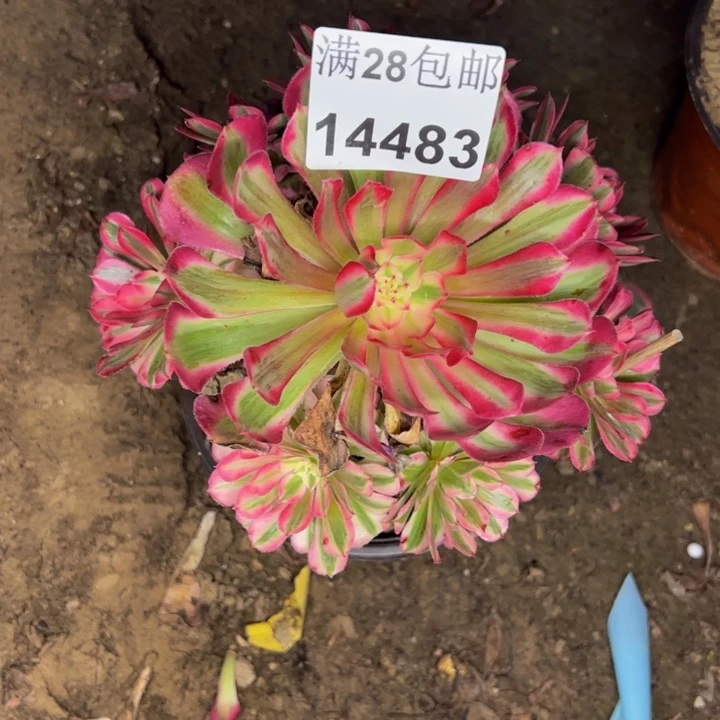 14483粉同多肉植物