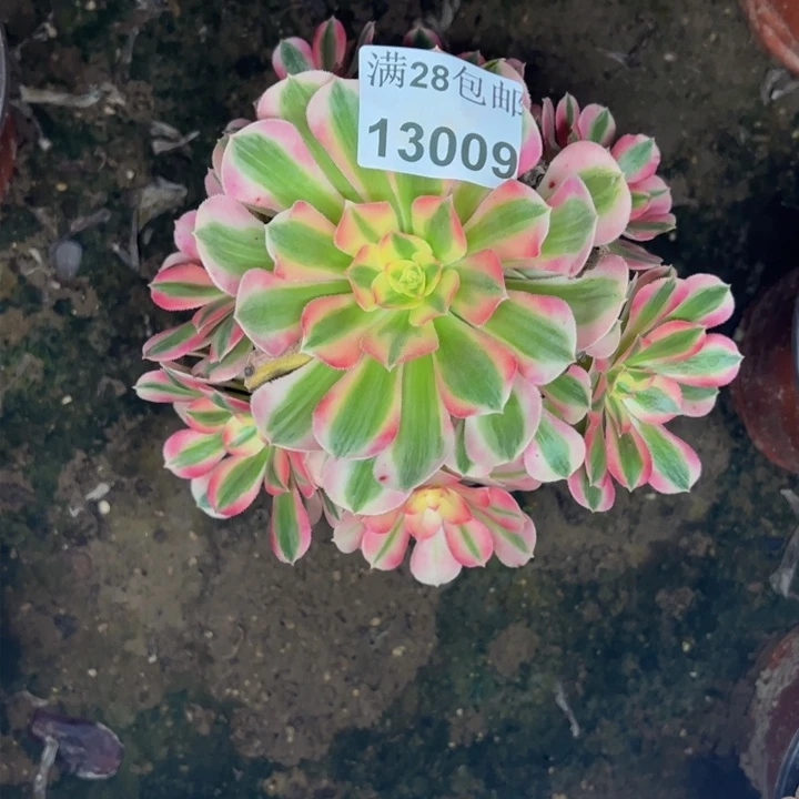 13009北女巫多肉植物