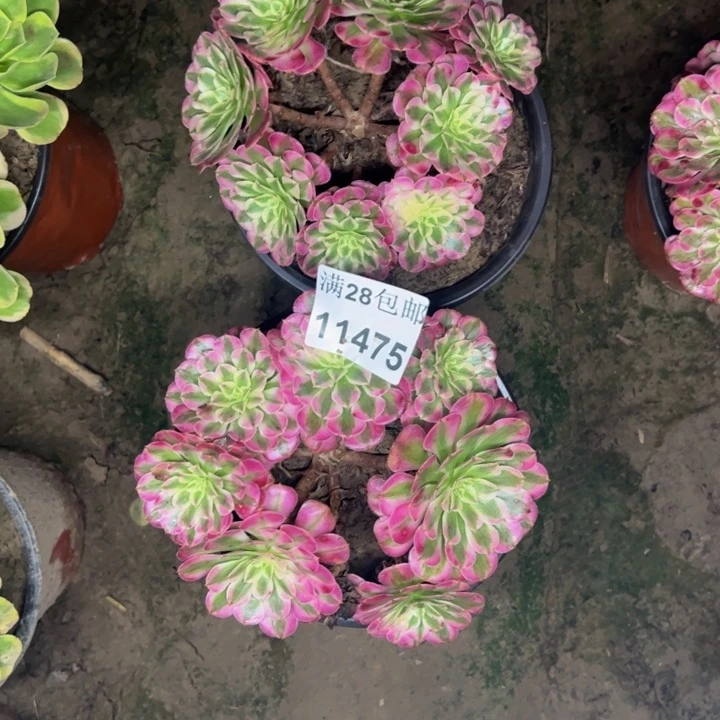 11475两颗同白多肉植物