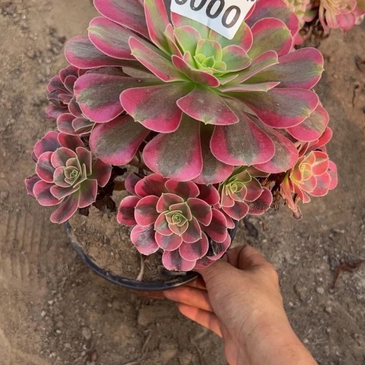 3000美杜莎多肉植物