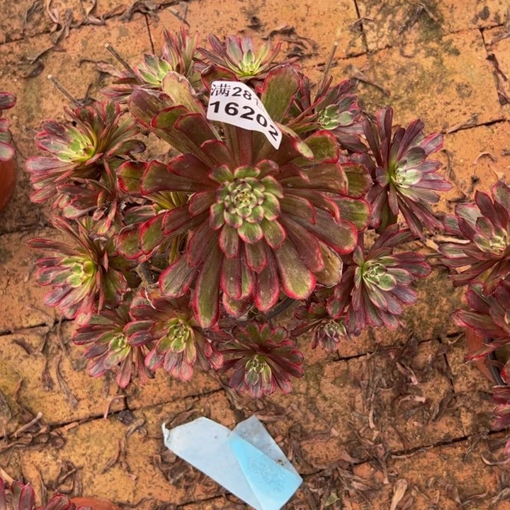 16202紫霞多肉植物