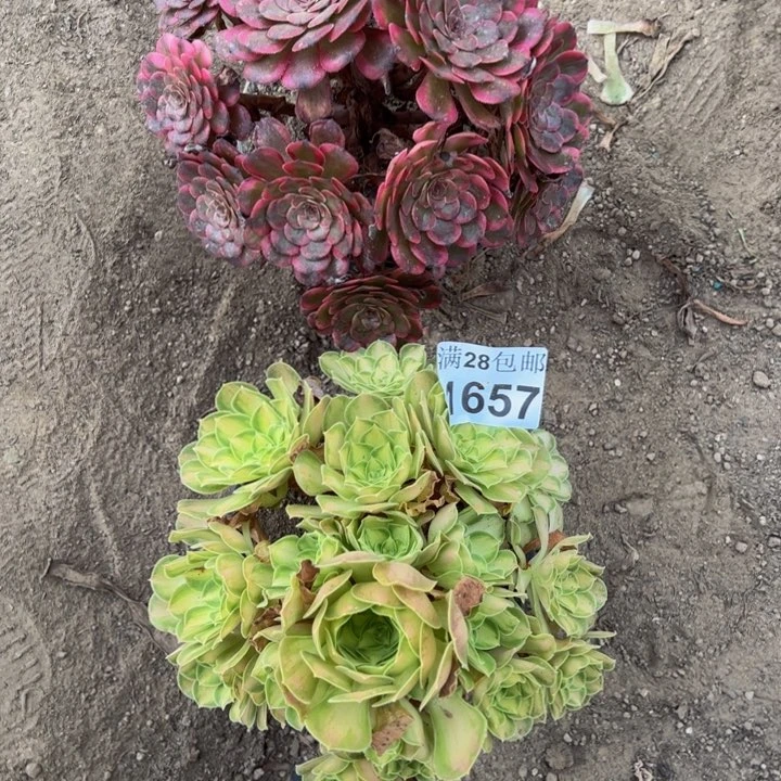 1657两颗多肉植物