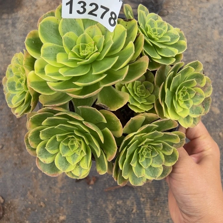 13278南奶白多肉植物