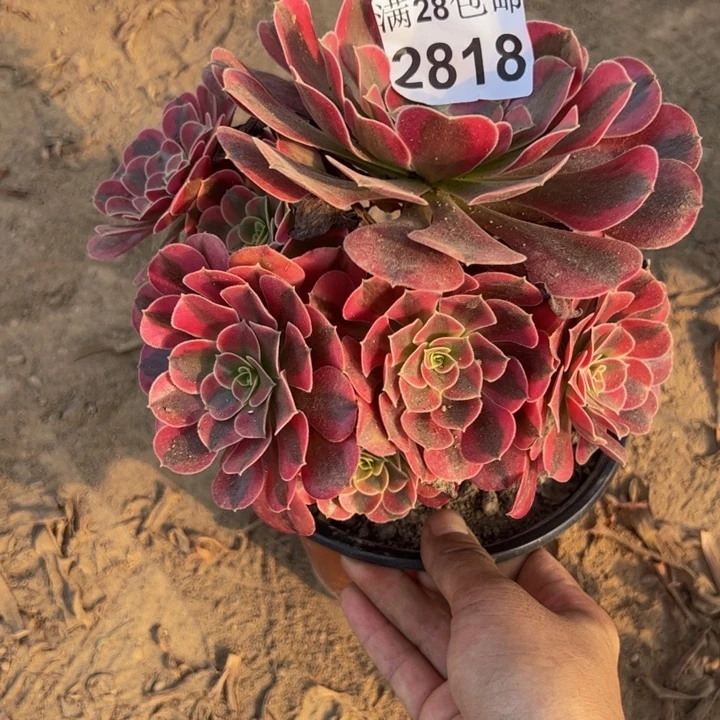 2818美杜莎多肉植物