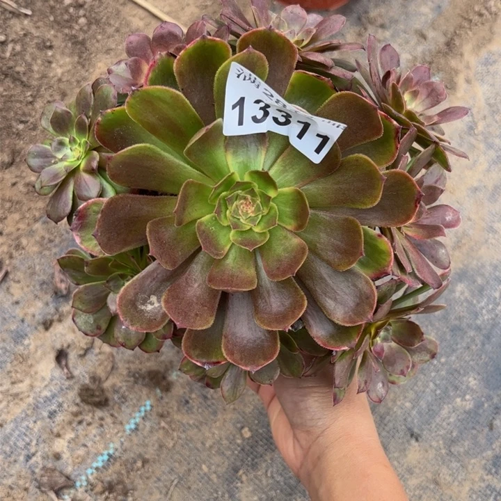 13311南烟花多肉植物