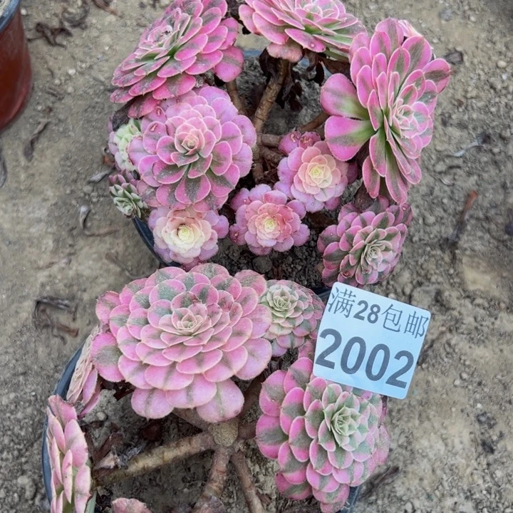 2002两颗多肉植物