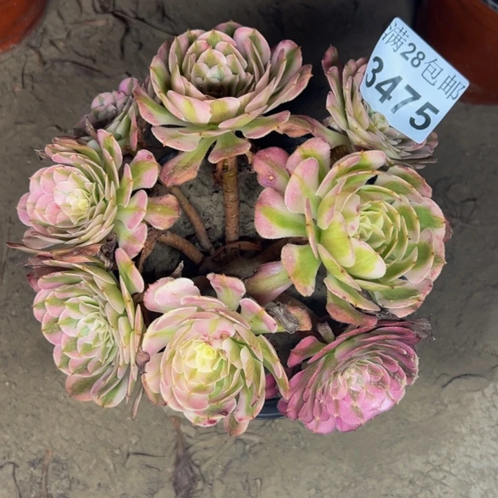 3475同白多肉植物
