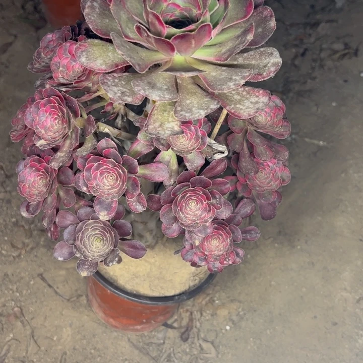 3464丽娜多肉植物