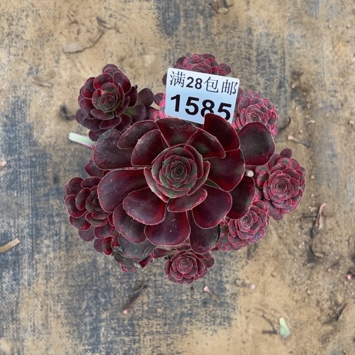 1585香奈儿多肉植物