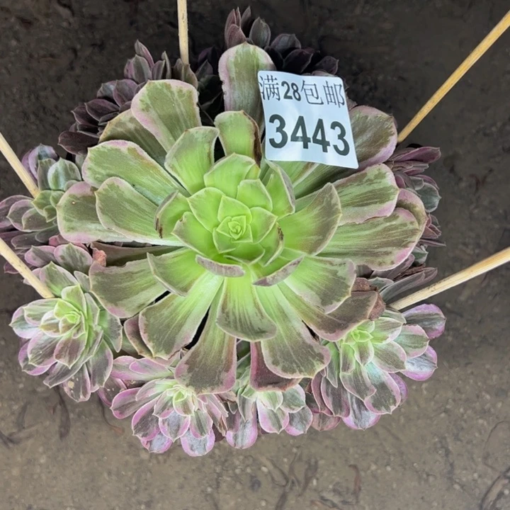 3443婚纱多肉植物