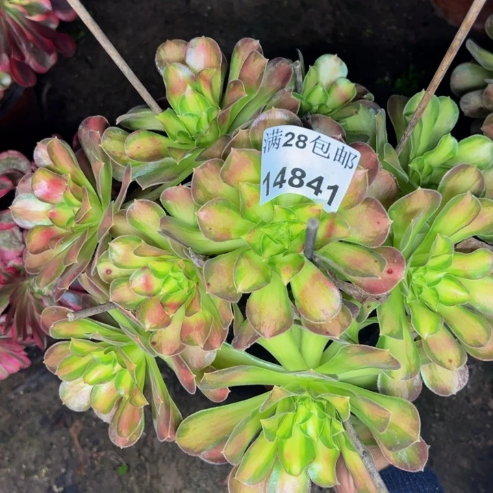 14841韶华多肉植物