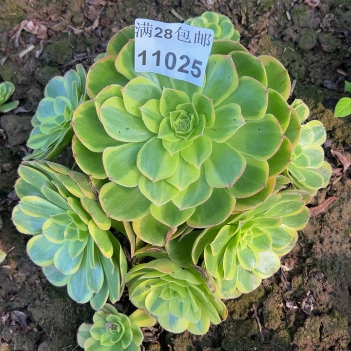 11025奶白多肉植物