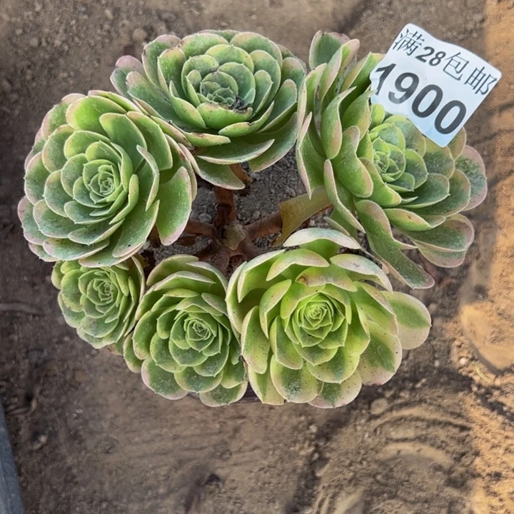 1900奶白多肉植物