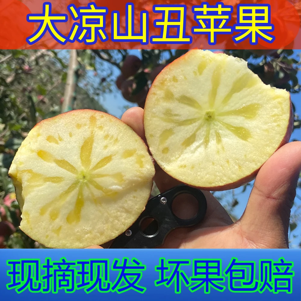 四川大凉山盐源糖心苹果脆甜营养现摘多汁净重5-8.5斤坏果包赔