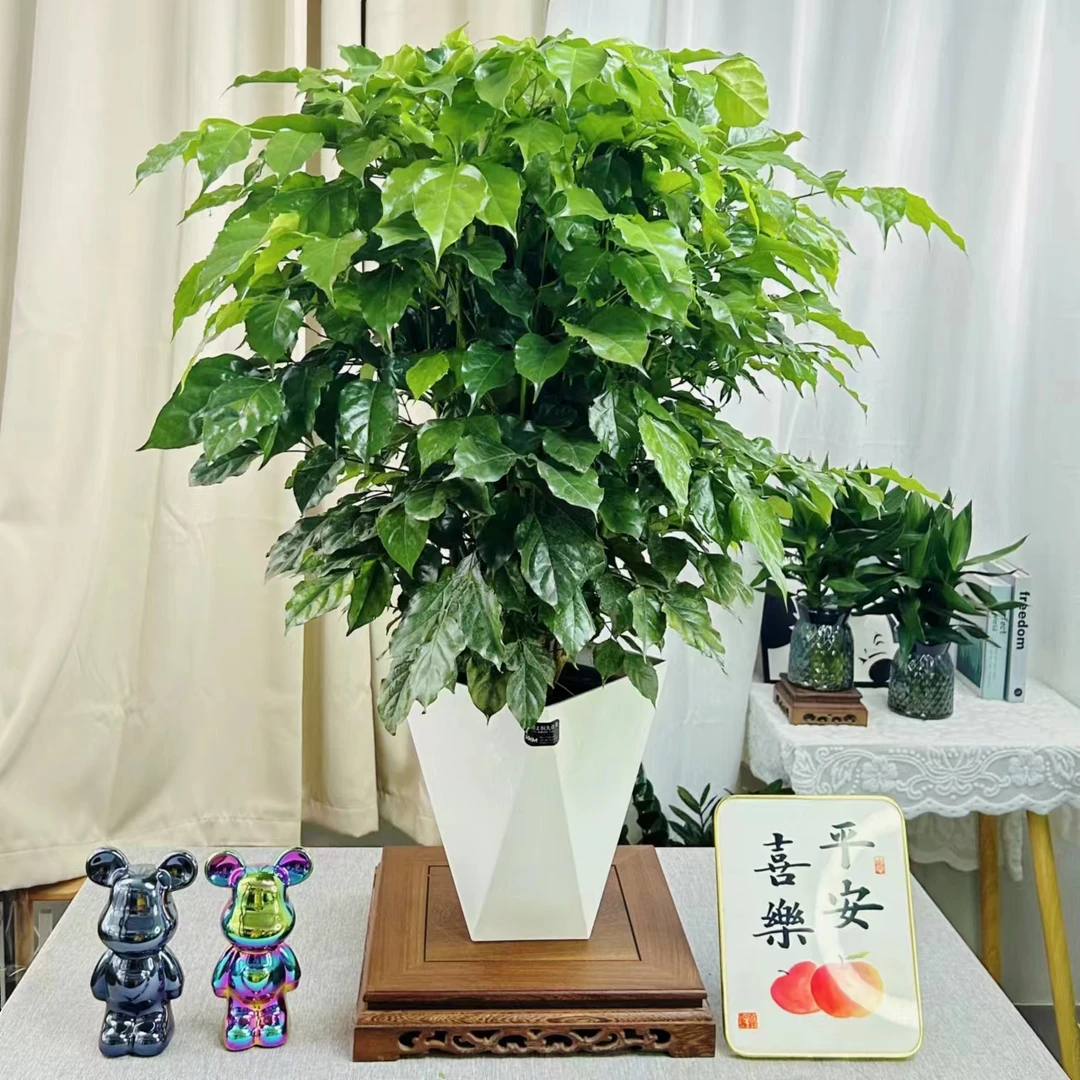 幸福树60-70cm室内客厅绿植除甲醛植物平安树四季常青绿宝