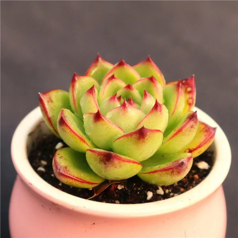 【满9.9包邮】月亮石多肉植物 盆栽阳台植物