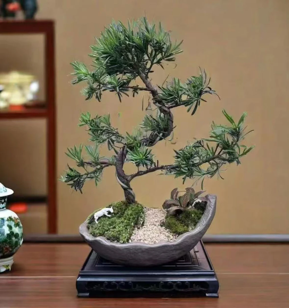 造型罗汉松盆栽室内阳台办公室桌面花卉好养易活绿植