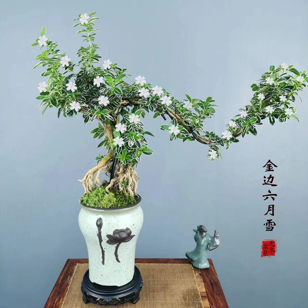 无夏|飘枝六月雪盆栽室内阳台办公室桌面微型花卉好养易活绿植