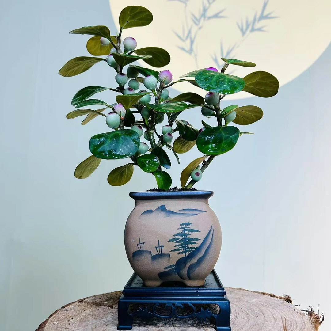 带果小盼菩提树 带花盆 室内客厅桌面 微景观 绿植 盆栽 水培植物