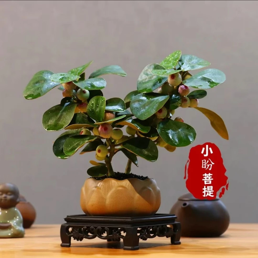 小盼菩提树 带花盆 室内客厅桌面 微景观 绿植 盆栽 植物