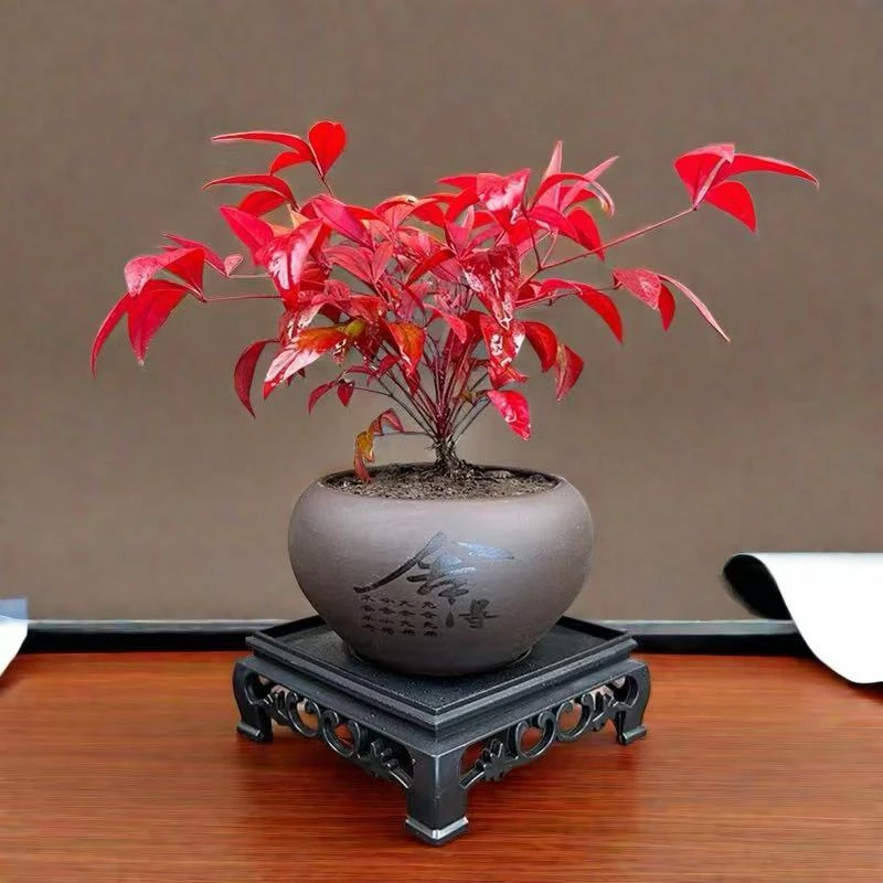 火焰南天竹 年宵花 中国红 绿植盆景花卉植物室内阳台绿植四季