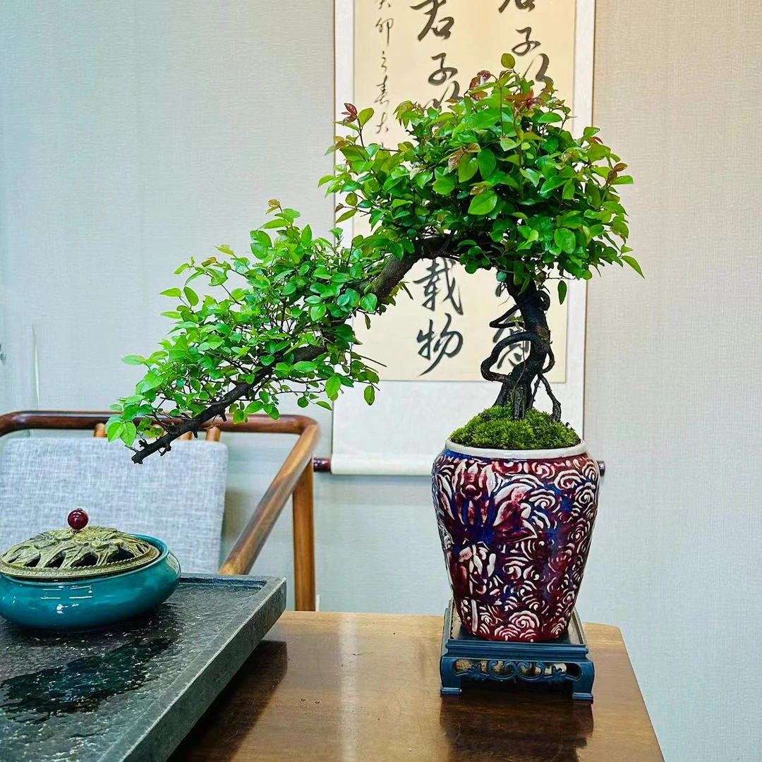 雀梅盆景四季常青客厅美观老桩盆栽桌面中式禅意植物好养绿植鲜活