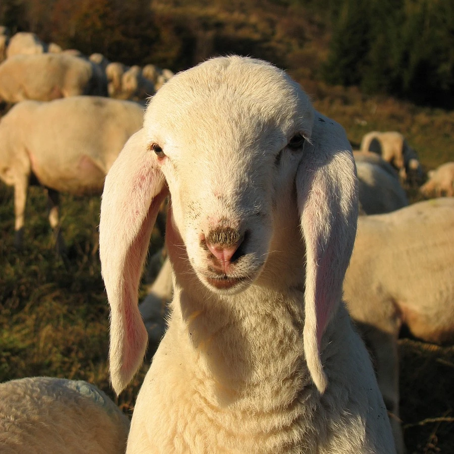 BFL孤品随机捡漏针织衫【春夏款】